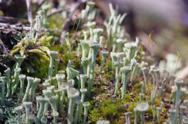 Lihens yosunlu makro fotoğrafçılığın hazine cinsi. Ormanda yaz ormanı çöplüğü.