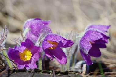 Uyuyan çim damlaları ilkbahar güneşi büyük çayırlık ilk çiçekler yaz Pasque çiçeği Pulsatilla Ranunculaceae ailesinin patentini alır