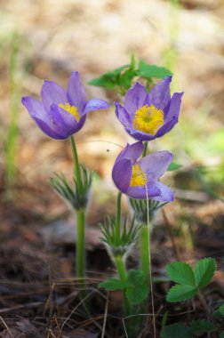 Uyuyan çim damlaları ilkbahar güneşi büyük çayırlık ilk çiçekler yaz Pasque çiçeği Pulsatilla Ranunculaceae ailesinin patentini alır