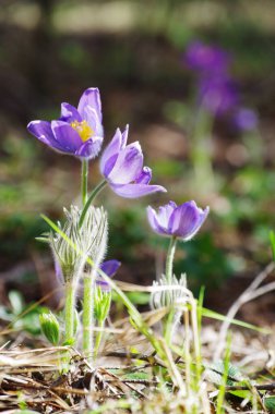 Uyuyan çim damlaları ilkbahar güneşi büyük çayırlık ilk çiçekler yaz Pasque çiçeği Pulsatilla Ranunculaceae ailesinin patentini alır
