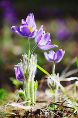 Uyuyan çim damlaları ilkbahar güneşi büyük çayırlık ilk çiçekler yaz Pasque çiçeği Pulsatilla Ranunculaceae ailesinin patentini alır