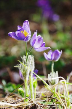 Uyuyan çim damlaları ilkbahar güneşi büyük çayırlık ilk çiçekler yaz Pasque çiçeği Pulsatilla Ranunculaceae ailesinin patentini alır