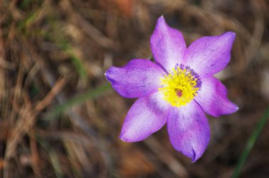 Uyuyan çim damlaları ilkbahar güneşi büyük çayırlık ilk çiçekler yaz Pasque çiçeği Pulsatilla Ranunculaceae ailesinin patentini alır