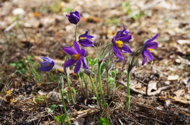 Uyuyan çim damlaları ilkbahar güneşi büyük çayırlık ilk çiçekler yaz Pasque çiçeği Pulsatilla Ranunculaceae ailesinin patentini alır