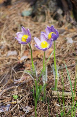 Uyuyan çim damlaları ilkbahar güneşi büyük çayırlık ilk çiçekler yaz Pasque çiçeği Pulsatilla Ranunculaceae ailesinin patentini alır