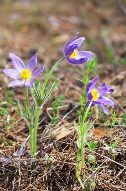 Uyuyan çim damlaları ilkbahar güneşi büyük çayırlık ilk çiçekler yaz Pasque çiçeği Pulsatilla Ranunculaceae ailesinin patentini alır