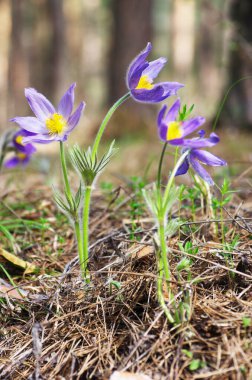 Uyuyan çim damlaları ilkbahar güneşi büyük çayırlık ilk çiçekler yaz Pasque çiçeği Pulsatilla Ranunculaceae ailesinin patentini alır