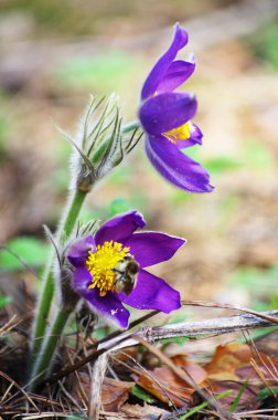 Uyku otu, kardamlası, bahar, güneş, büyük, makro, çayır, tarla, ilk çiçekler, yaz, açık haç, pulsatilla patens, Ranunculaceae ailesi,