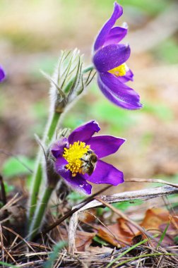 Uyku otu, kardamlası, bahar, güneş, büyük, makro, çayır, tarla, ilk çiçekler, yaz, açık haç, pulsatilla patens, Ranunculaceae ailesi,