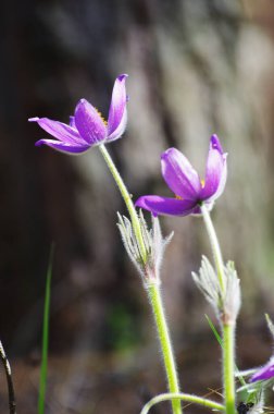 Uyuyan çim damlaları ilkbahar güneşi büyük çayırlık ilk çiçekler yaz Pasque çiçeği Pulsatilla Ranunculaceae ailesinin patentini alır