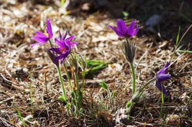 Uyuyan çim damlaları ilkbahar güneşi büyük çayırlık ilk çiçekler yaz Pasque çiçeği Pulsatilla Ranunculaceae ailesinin patentini alır