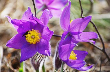 Uyku çimi kardamlası bahar güneşi polen nektarı bal