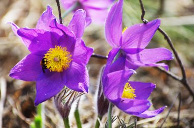 Uyku çimi kardamlası bahar güneşi polen nektarı bal