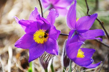 Uyku çimi kardamlası bahar güneşi polen nektarı bal