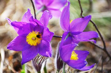 Uyku çimi kardamlası bahar güneşi polen nektarı bal