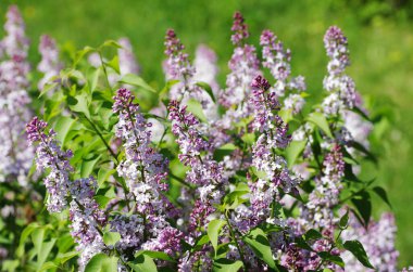 İlkbaharda doğanın leylak rengi uyanması leylak çiçekleri doğanın güzelliği makro fotoğrafçılığı kapatın.