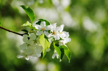 Elma çiçeği doğası bahar uyanıyor beyaz çiçekler doğanın güzelliği