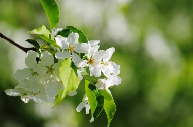 Elma çiçeği doğası bahar uyanıyor beyaz çiçekler doğanın güzelliği