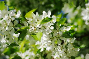 Elma çiçeği doğası bahar uyanıyor beyaz çiçekler doğanın güzelliği