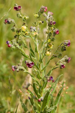 Yaz çayırı çayırı çayır çiçekleri yeşillik çimenler