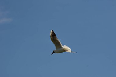 Mavi gökyüzüne karşı uçan martı