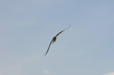 Mavi gökyüzüne karşı uçan martı