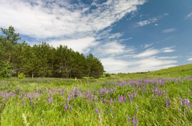 Doğa çayır güzelliği doğal arka plan ormanı sisler sabah ufku tepeler kayar tarla çiçekleri yollar gökyüzü yaz güneşi