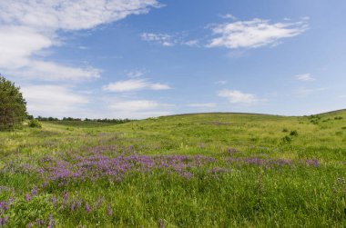 Doğa çayır güzelliği doğal arka plan ormanı sisler sabah ufku tepeler kayar tarla çiçekleri yollar gökyüzü yaz güneşi
