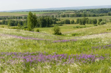 Doğa çayır güzelliği doğal arka plan ormanı sisler sabah ufku tepeler kayar tarla çiçekleri yollar gökyüzü yaz güneşi