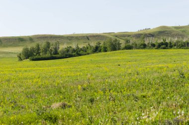 Çiçeklerle dolu yeşil çayır yaz mevsimi Masaüstünde mavi gökyüzü koruyucusu