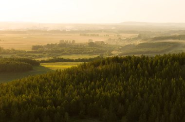 Doğa çayır güzelliği doğal arka plan ormanı