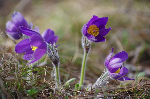 Slaap Gras Sneeuwklokjes Lentezon Groot Macro Weiland Eerste Bloemen Zomer — Stockfoto