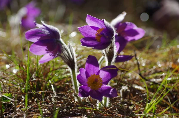 Sleep grass snowdrops spring sun large macro meadow field first flowers summer Pasque flower open Pulsatilla patens family Ranunculaceae