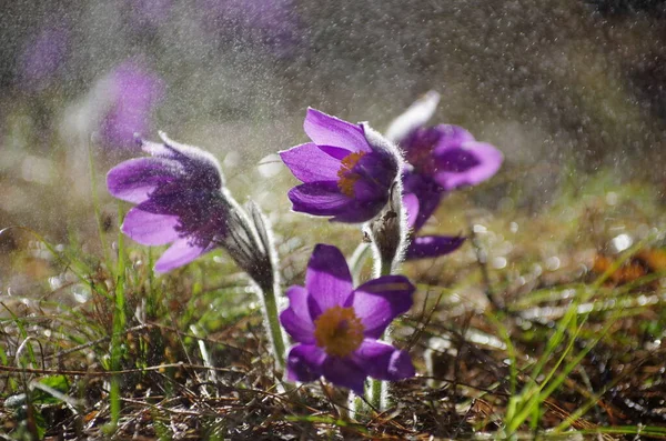 Sleep grass snowdrops spring sun large macro meadow field first flowers summer Pasque flower open Pulsatilla patens family Ranunculaceae