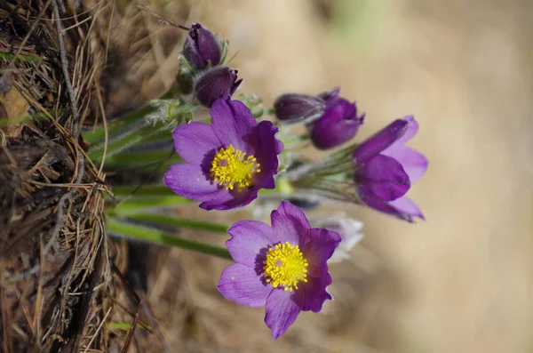 Slaap Gras Sneeuwklokjes Lentezon Groot Macro Weiland Eerste Bloemen Zomer — Stockfoto