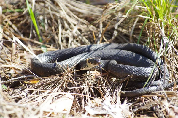 Die Schlange Sonnt Sich Der Sommersonne Reptil — Stockfoto