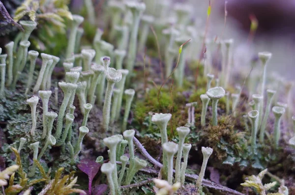Lihens yosunlu makro fotoğrafçılığın hazine cinsi. Ormanda yaz ormanı çöplüğü.