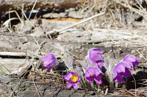 Uyuyan çim damlaları ilkbahar güneşi büyük çayırlık ilk çiçekler yaz Pasque çiçeği Pulsatilla Ranunculaceae ailesinin patentini alır