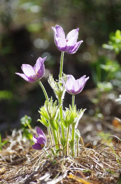 Uyuyan çim damlaları ilkbahar güneşi büyük çayırlık ilk çiçekler yaz Pasque çiçeği Pulsatilla Ranunculaceae ailesinin patentini alır