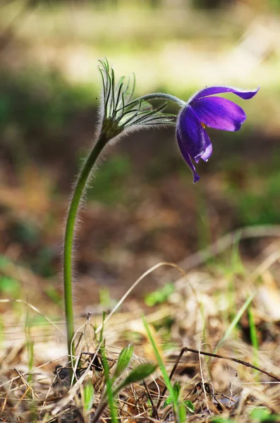 Sleep grass snowdrops spring sun large macro meadow field first flowers summer Pasque flower open Pulsatilla patens family Ranunculaceae