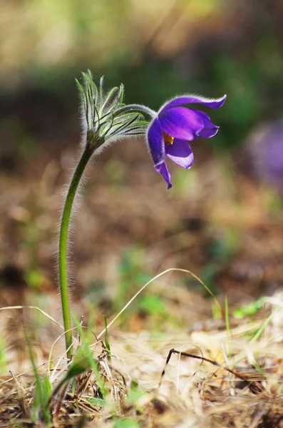 Sleep grass snowdrops spring sun large macro meadow field first flowers summer Pasque flower open Pulsatilla patens family Ranunculaceae