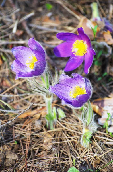 Sleep grass snowdrops spring sun large macro meadow field first flowers summer Pasque flower open Pulsatilla patens family Ranunculaceae