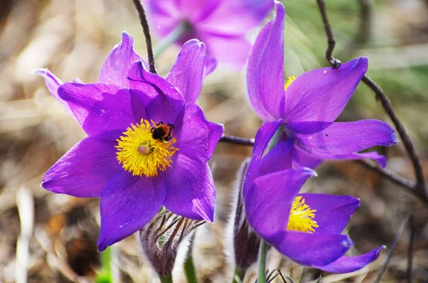 Slaap Gras Sneeuwklokjes Lente Zon Bij Pollen Nectar Honing — Stockfoto