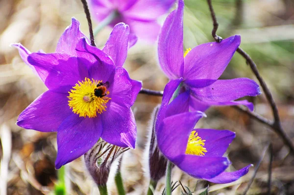 Sleep grass snowdrops spring sun bee pollen nectar honey
