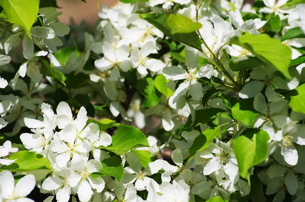 Fiore Mela Natura Risveglio Primavera Fiori Bianchi Bellezza Della Natura — Foto Stock