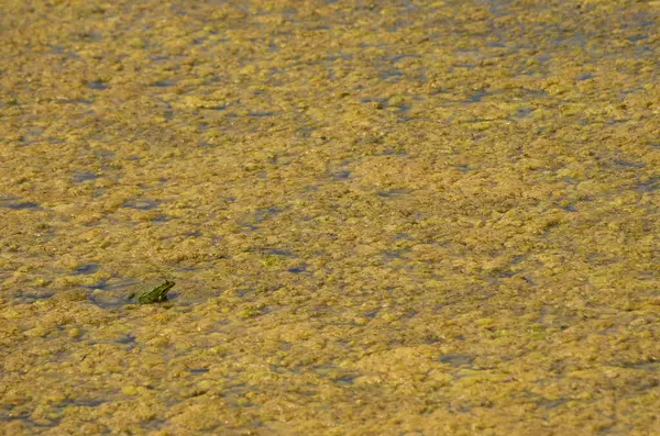 Pântano Tina Sapo Água Natureza — Fotografia de Stock