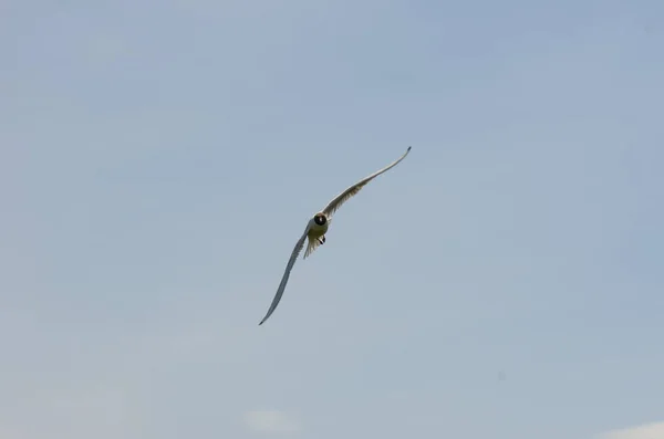 하늘을 배경으로 날아가는 갈매기 — 스톡 사진