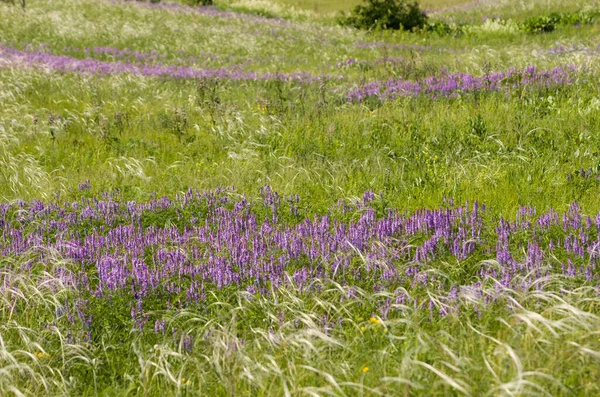 Verano Prado Verde Campo Con Flores Verano Cielo Azul Protector —  Fotos de Stock