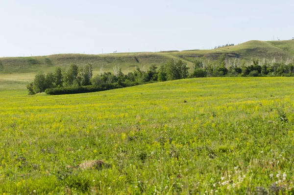 Sommer Wiese Grüne Wiese Mit Blumen Sommer Blauer Himmel Bildschirmschoner — Stockfoto