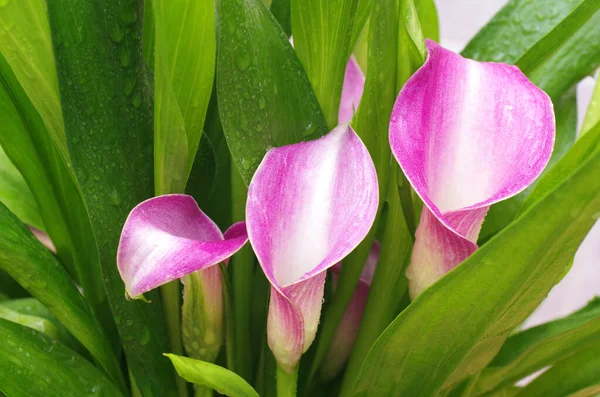 Calla Flores Flores Perenes Calla Remanna Flores Rosa Tons Close — Fotografia de Stock